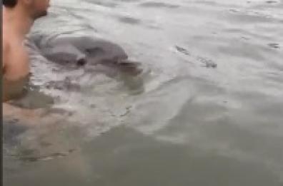 Meraviglia a Peschici, un delfino e i suoi cuccioli nuotano tra i bagnanti
