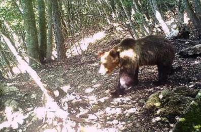 Runner ucciso da un orso nel Trentino, la famiglia vuole denunciare la Provincia