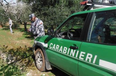 Triggiano, rifiuti plastici scaricati e bruciati in area protetta