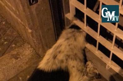 Ceglie Messapica, cane incastrato con la testa in un cancello: salvato dai VV.FF.