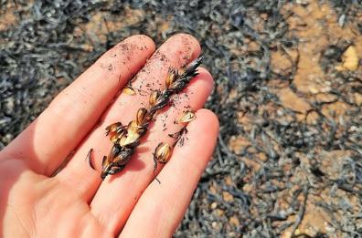 Rutigliano, campo bio dato alle fiamme: scatta gara di solidarietà