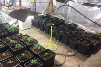Bitonto, scoperta serra marijuana allacciata abusivamente alla rete elettrica: 2 arresti