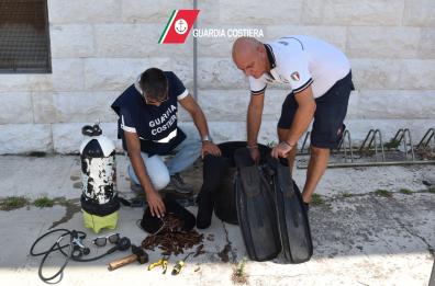 Trani, sequestrati 5 chili di datteri di mare