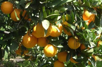 Clima, Coldiretti Puglia: colture attaccate da insetti mai visti prima