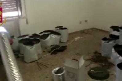 Brindisi, 250 piante di marijuana coltivate in circolo privato: maxisequestro