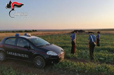 Caporalato, arrestato imprenditore a Nardò, braccianti pagati 1,40 euro per quintale di angurie raccolte
