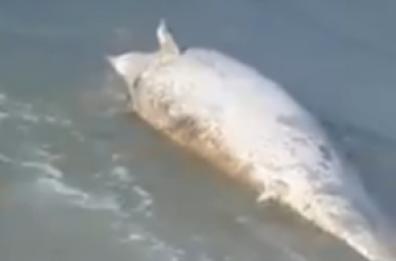 Trani, in mare un delfino morto: la carcassa spinta a riva