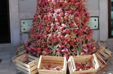Acquaviva, per la sagra nasce «L'albero della Cipolla»