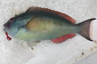 Nardò, nel Mar Jonio spunta il pesce tropicale «dentone»