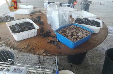 Taranto, sequestrati 3 quintali di cozze esposte ai gas di scarico: una denuncia