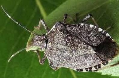 Non solo Xylella, in Salento ulivi colpiti anche da cimice asiatica 