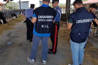 Casamassima, sfrutta pastore, gli fa usare il pozzo per i bisogni: arrestato titolare azienda