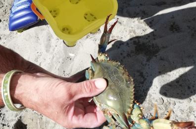 Scanzano Jonico, sulla spiaggia spunta un granchio tropicale 