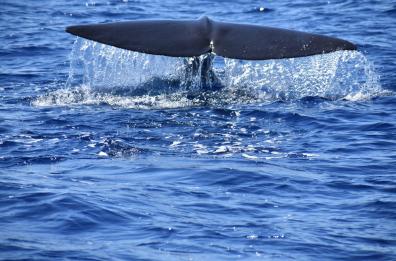 La danza dei capodogli nel Golfo di Taranto: è il quarto avvistamento in un anno
