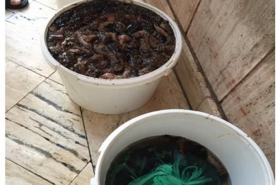 Taranto, pesca di frodo: beccato con 20 chili di cetrioli di mare in auto