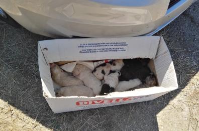 Potenza,  abbandonati in un sacco e gettati in canalone: la polizia salva 9 cuccioli