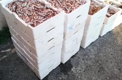 Trani, pesca a strascico e datteri: sequestrati 145 chili di triglie, multe e denunce