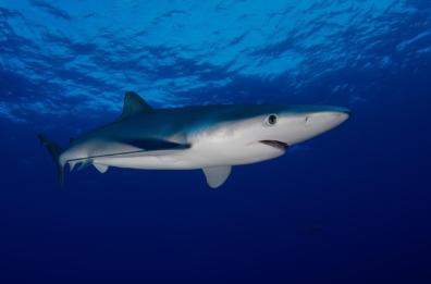 WWF: «Nelle acque di Monopoli nuotano 4 rari squali "sentinella"»