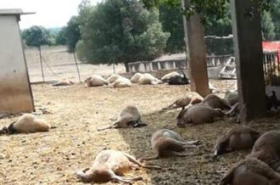 Strage di pecore a Martina Franca: branco di lupi ne sbrana decine 