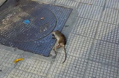 Bari, strade sporche: allarme per topi e blatte soprattutto in centro