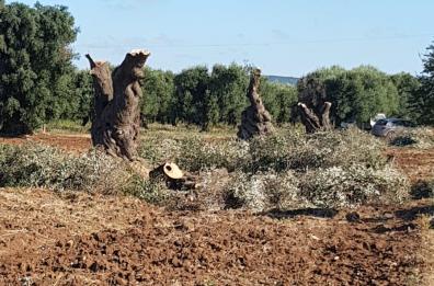 Xylella, nel Tarantino freno al batterio tra espianti e abbattimenti