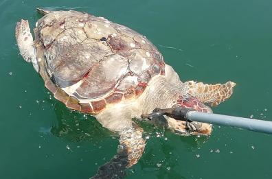 Taranto, morta un'altra tartaruga Caretta caretta nel Mar Piccolo