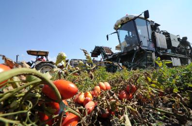 Foggia, via al test per nuovo tipo di pomodoro: migliorerà il sapore