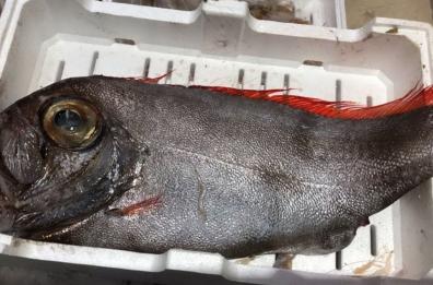 Bari, allarme pesci alieni, invasione in atto: migrate quasi 200 specie esotiche