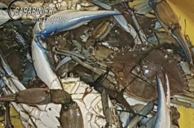 Policoro, pescano granchi da zona protetta: multato gruppo di cinesi