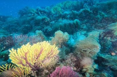 Isole Tremiti, un'alga bruna sta mettendo a rischio le Gorgonie sul fondale