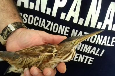 Bari, soccorso a Palese un piccolo esemplare di Tarabusino