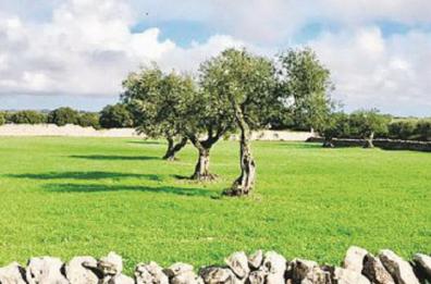 «Dieta? L’olio non deve mancare»