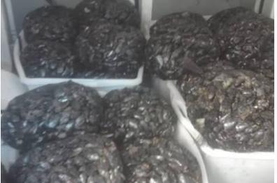 Taranto, padre e figlio trasportano illegalmente 440 kg di cozze: denunciati