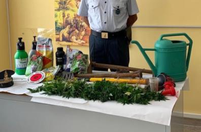 S.Nicandro Garganico: coltivano 140 piante di canapa indiana, 2 arresti