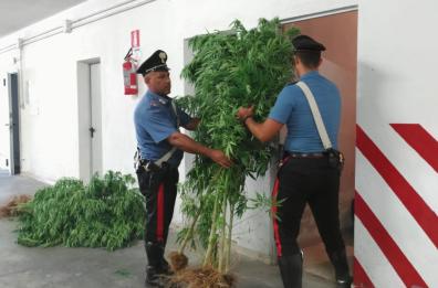 Margherita di Savoia, scoperta piantagione di cannabis vicino fiume Ofanto: arrestati 2 fratelli