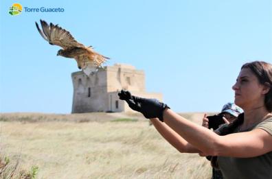 Falchi, gufi, gabbiani e volpi: liberati 60 esemplari a Torre Guaceto