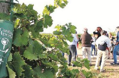 «Cantine aperte» in vendemmia