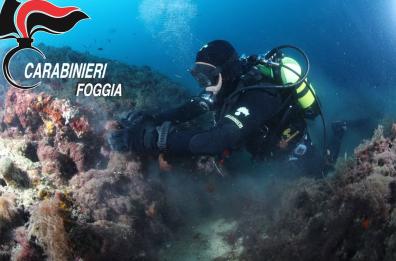 Isole Tremiti, i sub dell'Arma scoprono una vecchia anfora nei fondali
