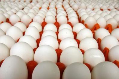 Polli e galline allevati abusivamente: scoperta dei Nas nel Leccese, sequestrate anche 16mila uova