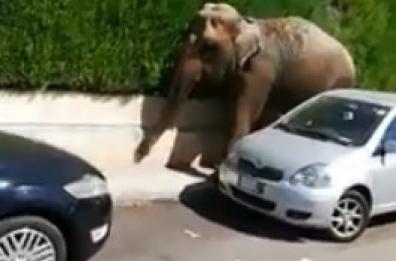 Francavilla F.na, elefante scappa da circo e passeggia tra le auto