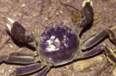 Come non prendere un &laquo;granchio&raquo;