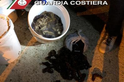 Fasano, bloccato tir con 4 tonnellate di cetrioli di mare: denunciato autista