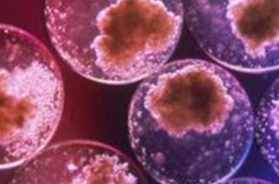 La cellula, respira, come? Ed è subito Nobel