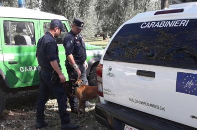 Vieste, cani uccisi con esche avvelenate: scattano i controlli della Forestale 