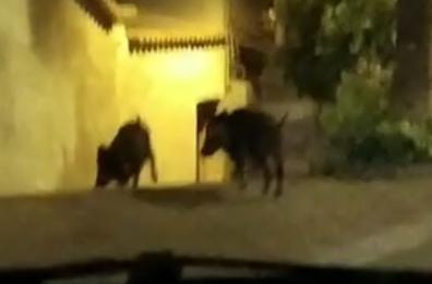 Latronico, sistema della «gabbie» per mettere un freno all'invasione dei cinghiali