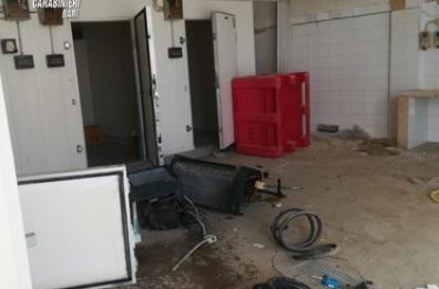 Trani, tenta furto rame da ex stabilimento conservazione mitili: arrestato