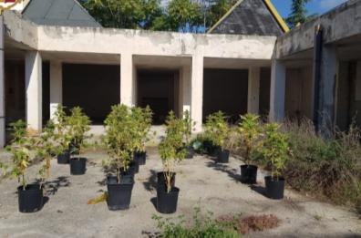 San Severo, polizia sequestra terreno con 30 piante di marijuana