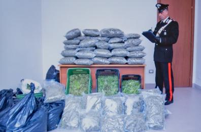 Venosa, scoperta maxi piantagione di 11mila piante di canapa indiana: 5 arresti