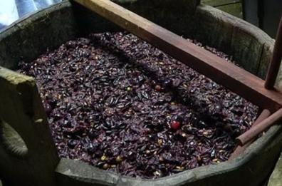 San Severo, forzano silos in cantina sociale e disperdono mosto: danni per 1,5 mln di euro