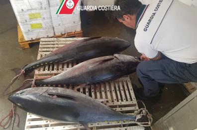 Bari, a pesca di tonno rosso nonostante i divieti: sanzionati due diportisti